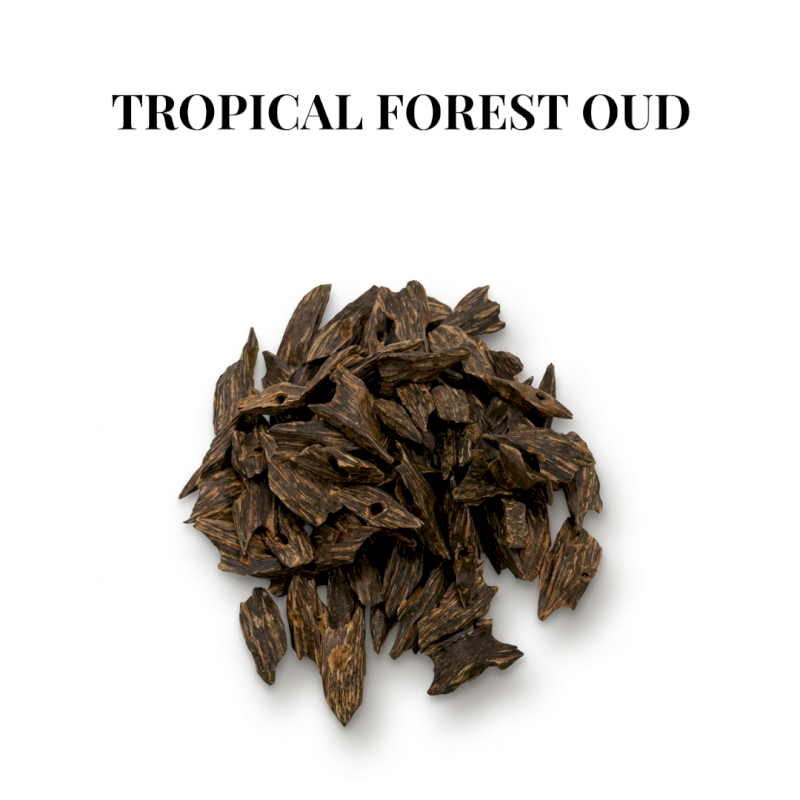 Tropical Forest Oud