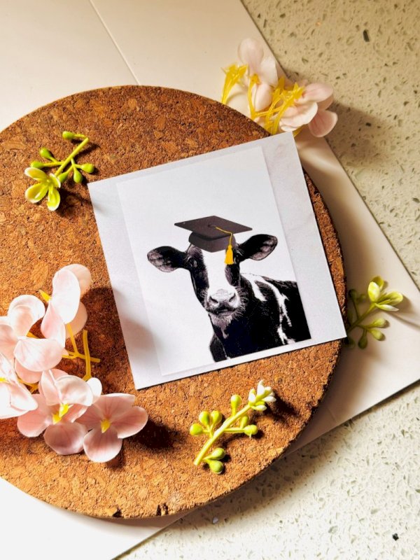 تخرجت البقرة